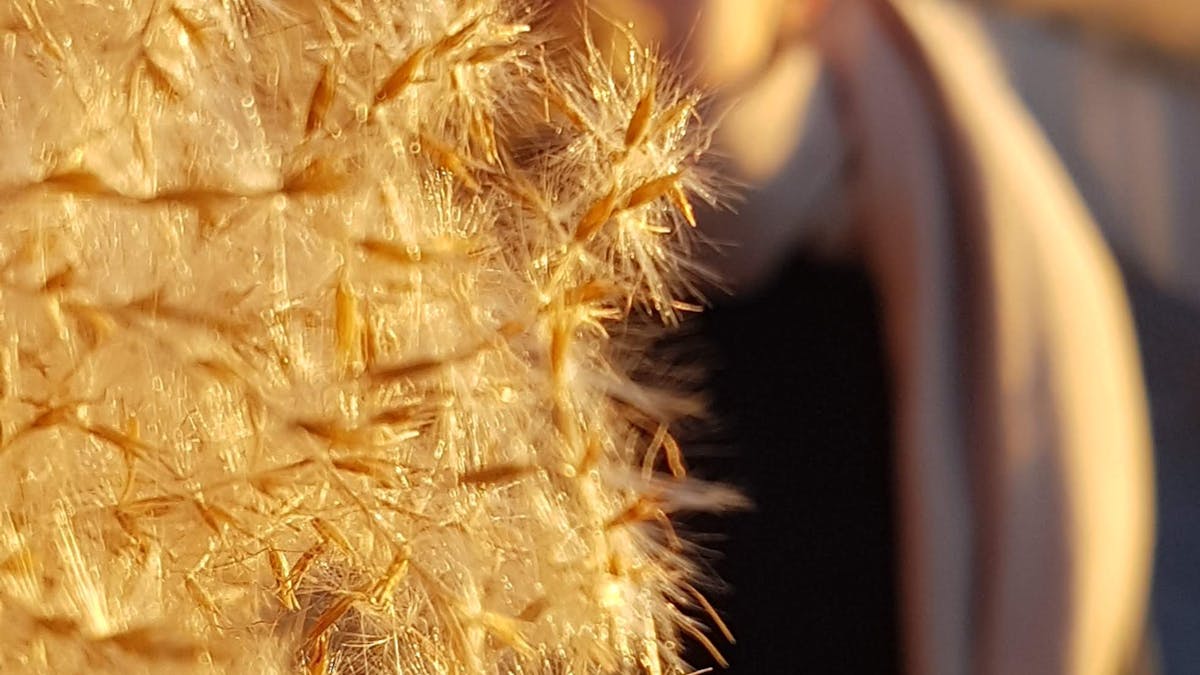Ruches d’abeilles en France pour la production de miel